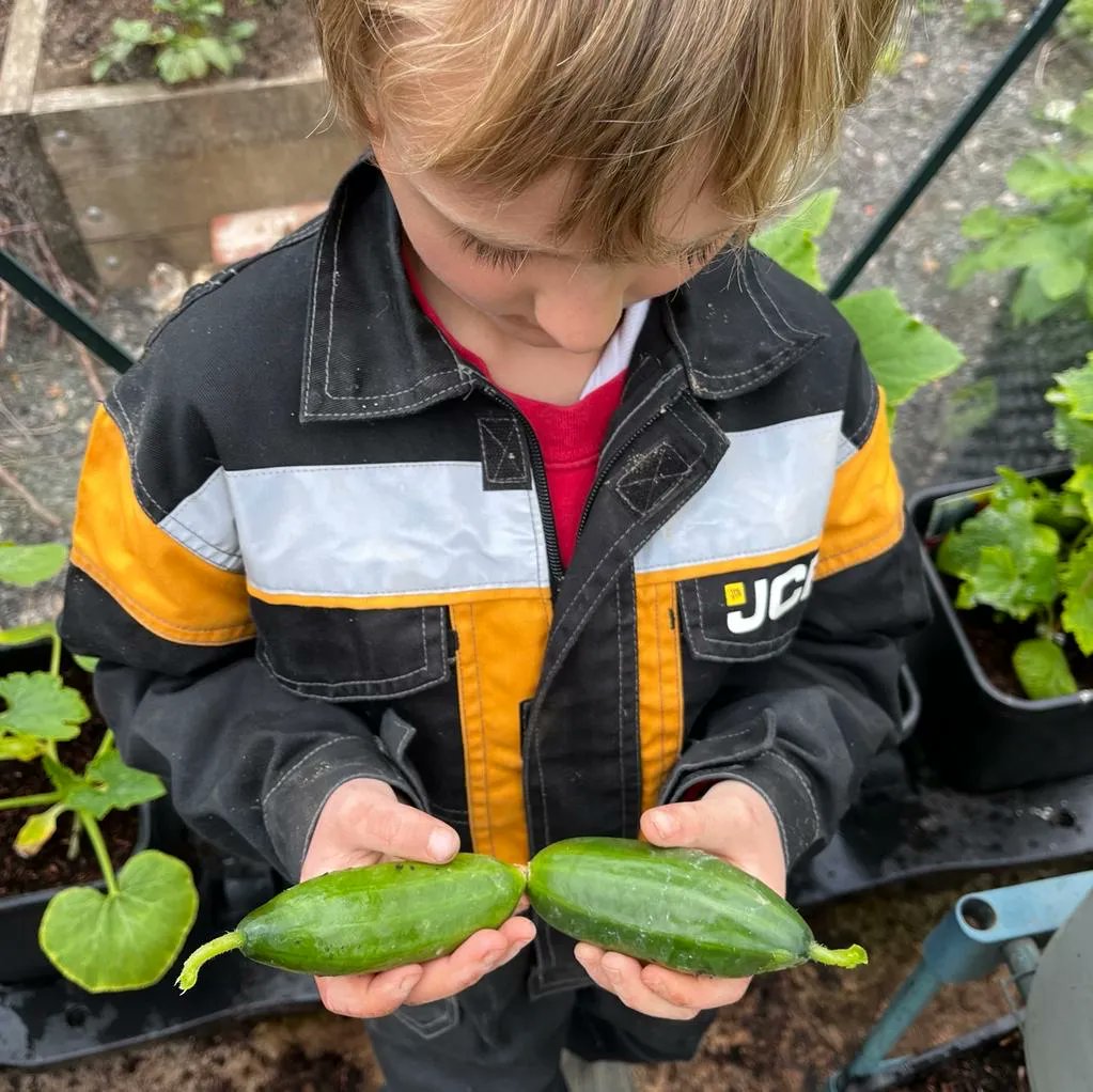 NaturalGrower's tweet photo. The first of the Mini Star cucumbers are ready for picking! They grow to 9cm long and are the perfect snack. These two didn’t last long 😂

#growcucumbers #gardeningjoy #minicucumbers https://t.co/WoryihS85T