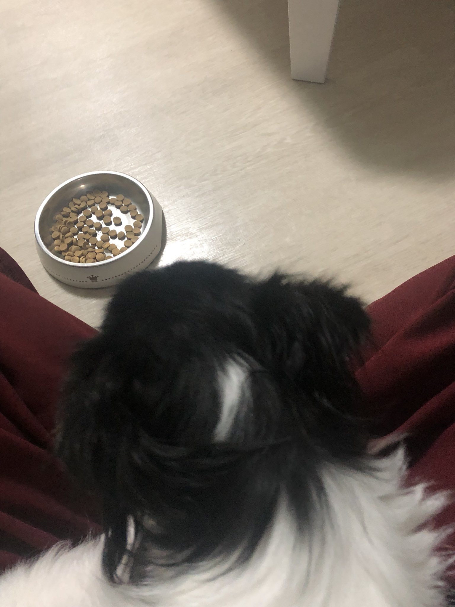 ごましおの日常 T3vqqmkm9wepaub Twitter