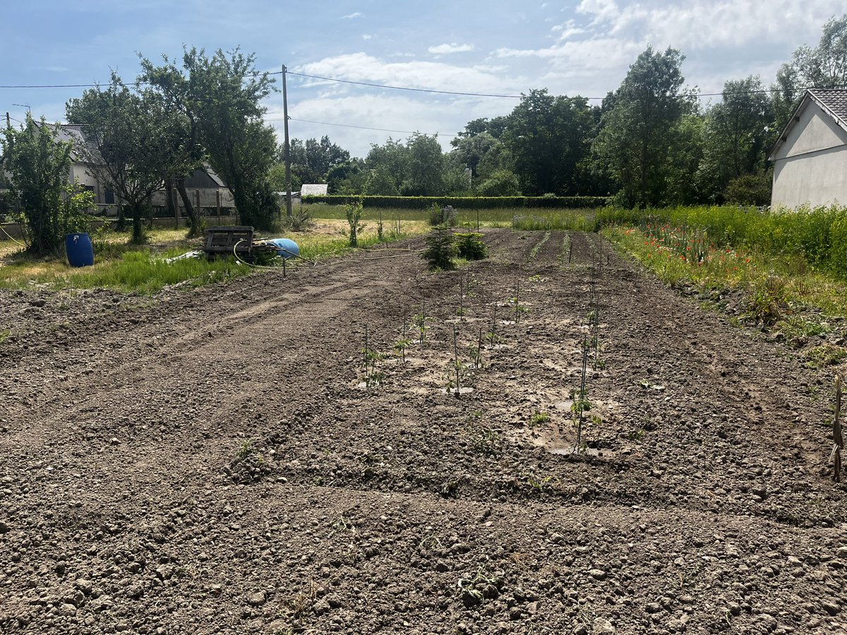 GuillDelanoue's tweet photo. Moi tous les ans : « Cette année on y va molo sur le potager. »
Also me : https://t.co/Uvs1z6FhJ2