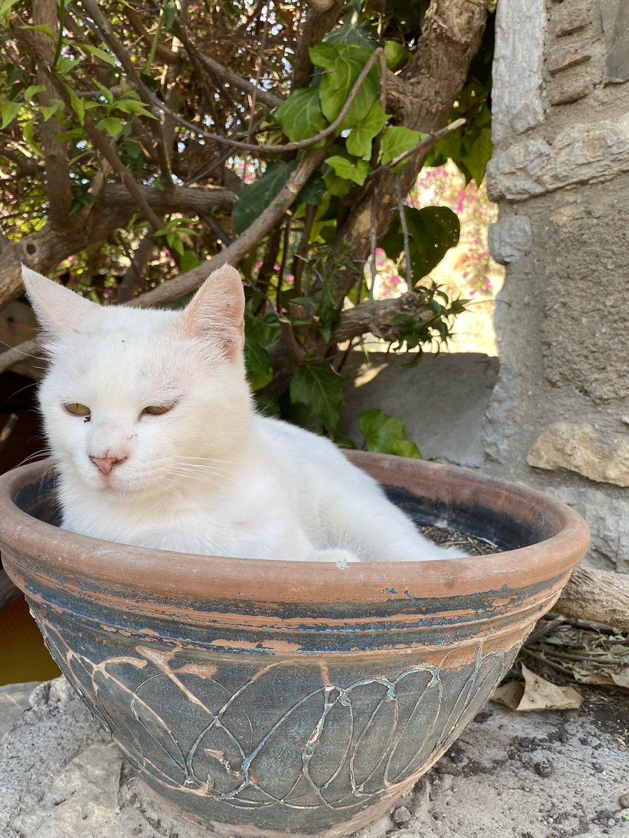 Saksıda kedi yetişir mi demeyin Eski Datça’yı ziyaret edin 😊 #marmaris #datça #eskidatça #kedi #cat