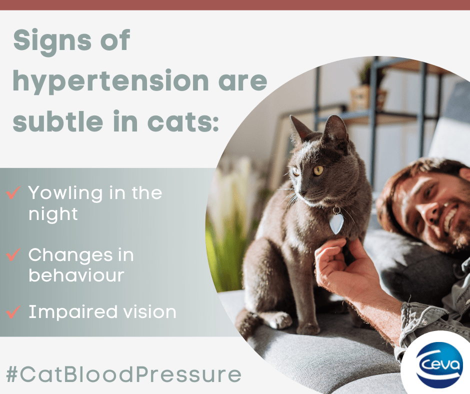 Did you know it's #FelineHypertensionAwareness month?

Find out more: vetsocial.net/brands/ceva/

Engage, educate and support your clients with our collection from <a href="/Ceva_UK/">Ceva Animal Health</a> <a href="/CevaSanteAnimal/">Ceva Sante Animale</a>

#CatBloodPressure