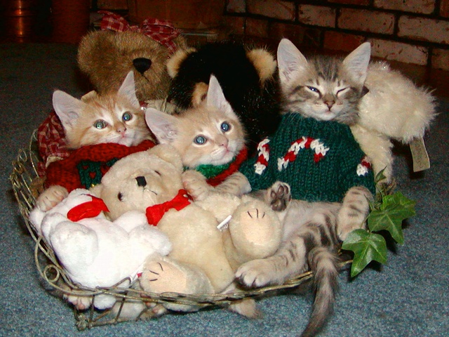 gayocats tweet picture