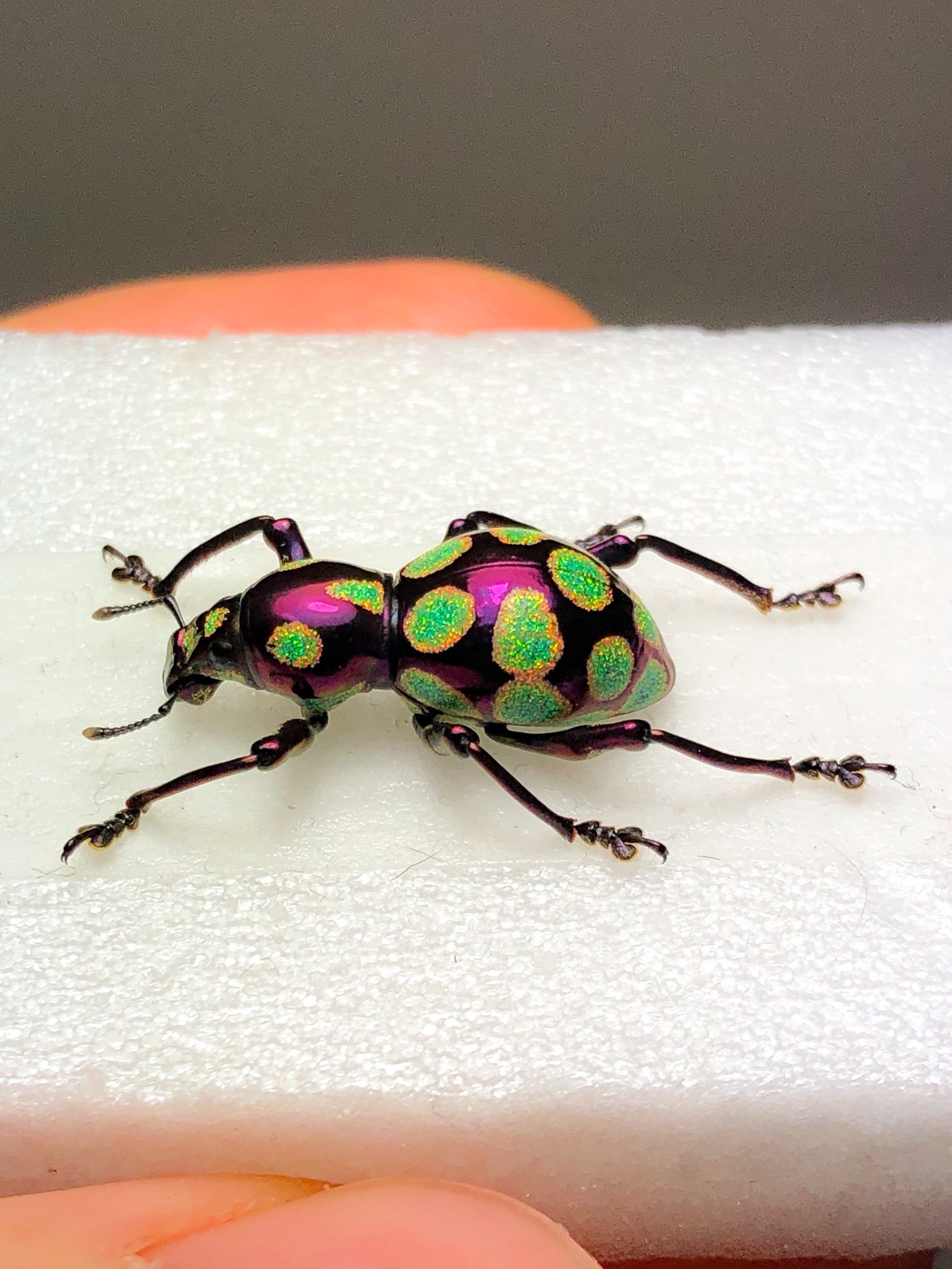 ホウセキカタゾウムシ