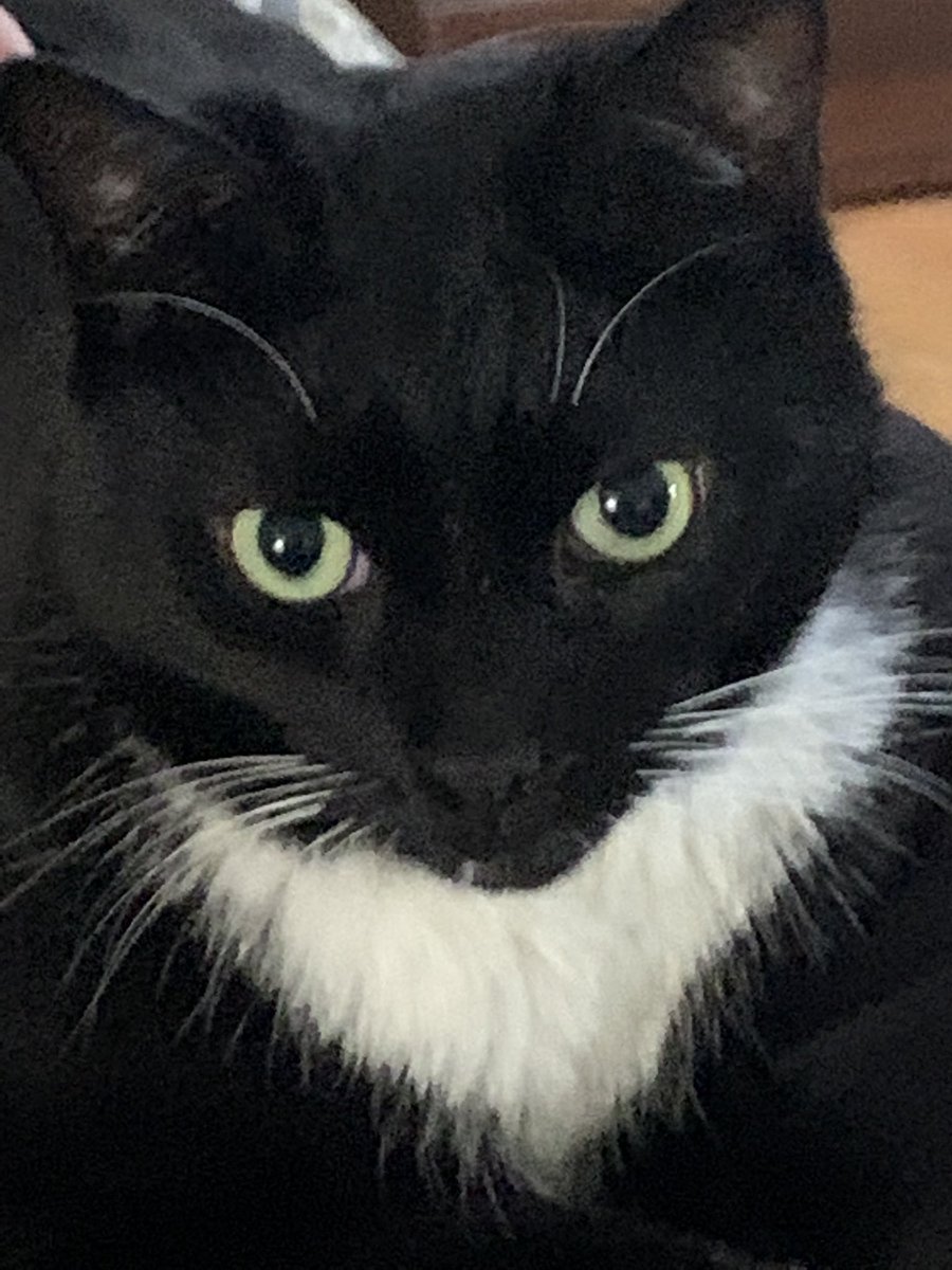 BuddytheRescue4's tweet photo. Hi Friends, Today is a very special day. Today is 4 years since I was RESCUED. I was left alone outside, scared and hungry till my Mom and Dad came along. Now I have the best life a cat could have. I am LOVED. #BuddytheRescueCat🐈‍⬛🥰🐈‍⬛ https://t.co/1iZ0ekqdlI