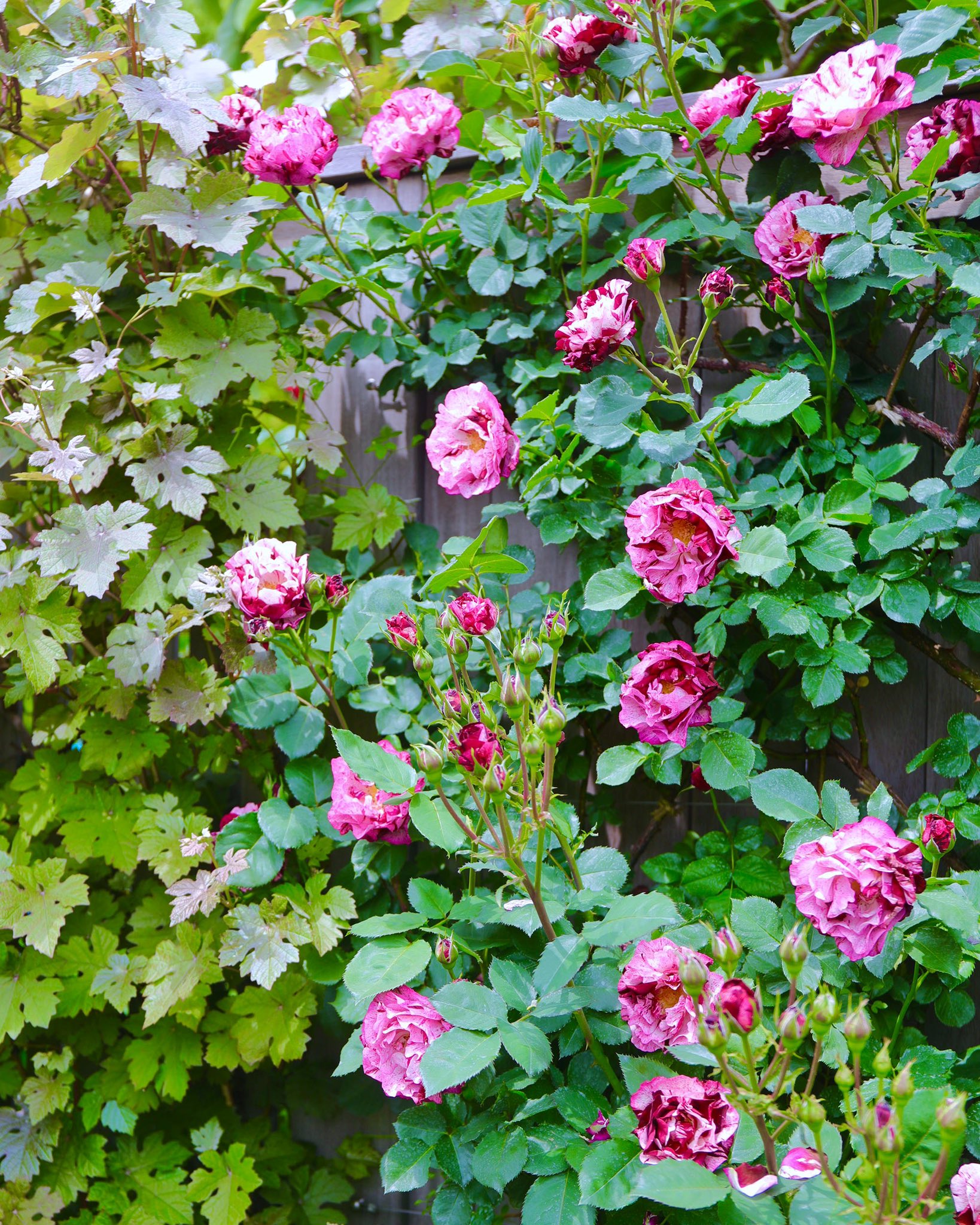 横浜イングリッシュガーデン ニュー イマジン とヨーロッパブドウ プルプレア 赤紫と白の絞りの個性的な色彩 カップ状の花で 強い香りがある 花付きが良く 花保ちも良い 返り咲きのつるバラ 樹勢が強く 耐病性は中程度 T Co