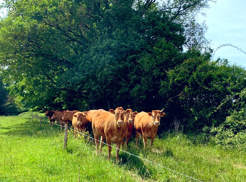 Interbev_PdL's tweet photo. #MadeInViande #randofermes
On continue le tour des exploitation avec une arrivée chez Olivier, éleveur de #limousine #labelrouge. Elevés de façon traditionnelle, dans le respect des cycles de la nature avec l’herbe comme base de l’alimentation et une durée > de pâturage 6 mois https://t.co/RWWpfEZk1r