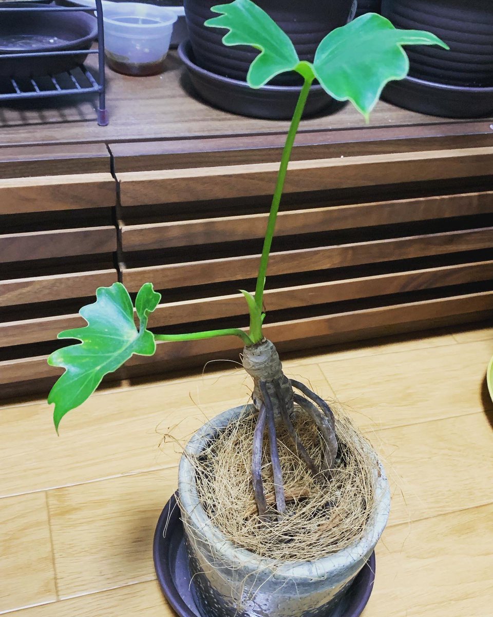 mandrake_room's tweet photo. マンドレイク（セローム）を育てています。 https://t.co/tJ4BsAEYMQ