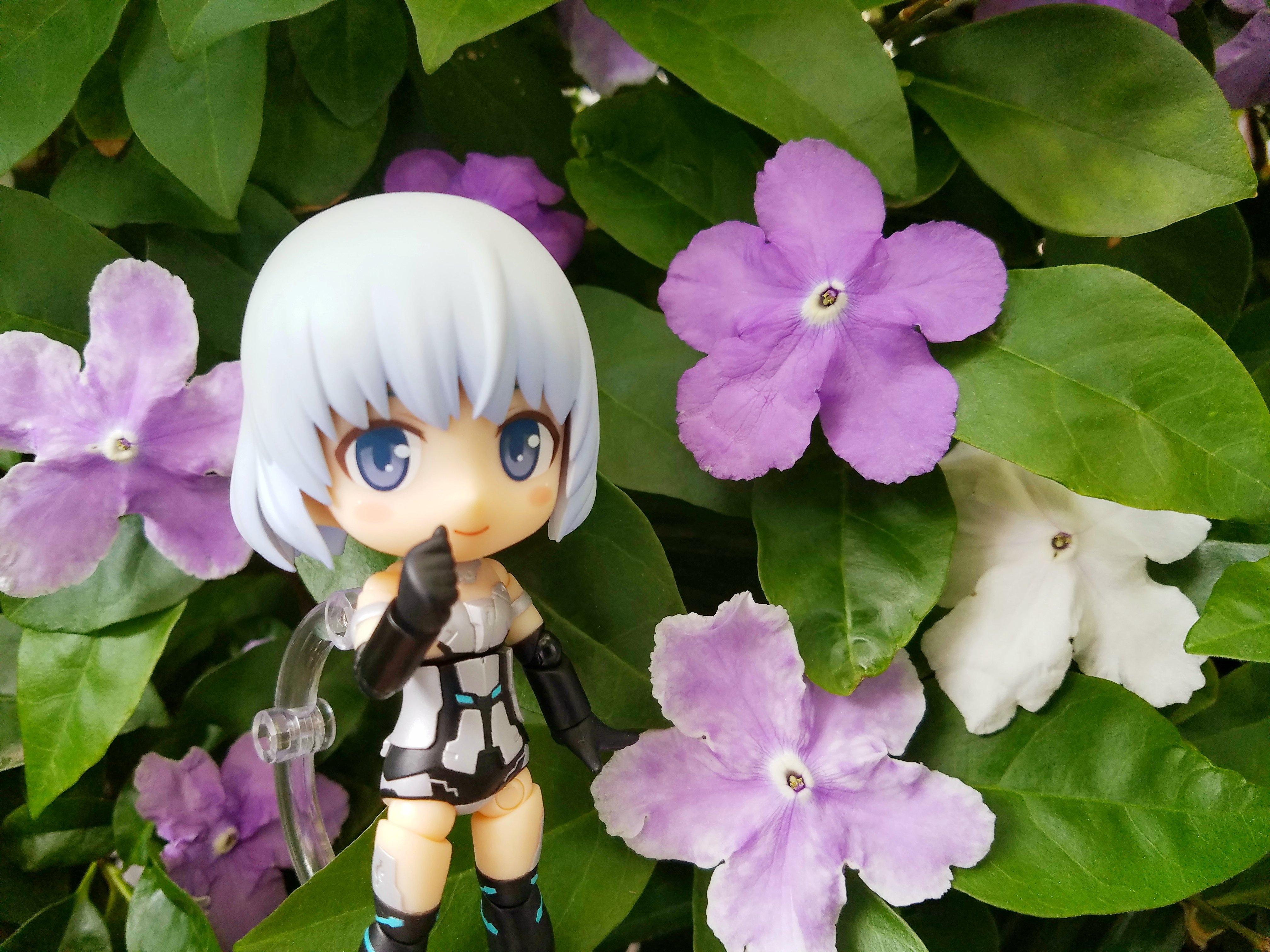 フヂマル ニオイバンマツリの花が咲きました 名前の通り マツリカ ジャスミン のような良い香りがする花です 開花してすぐは 紫色で 徐々に白色へと変化していきます 花言葉は 幸運 浮気な人 キューポッシュ 花キュポ T Co