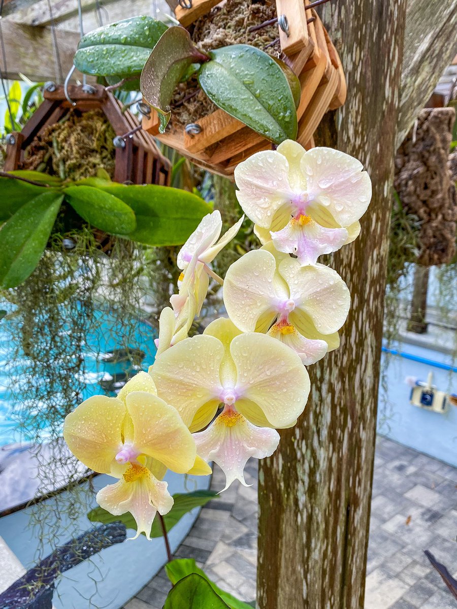 OrchidGroves's tweet photo. Raindrops make flowers even prettier 💦 #Raindrops #Flowers #Phalaenopsis #Orchid #MyGarden #OrchidGroves https://t.co/8bhf4u6UU2