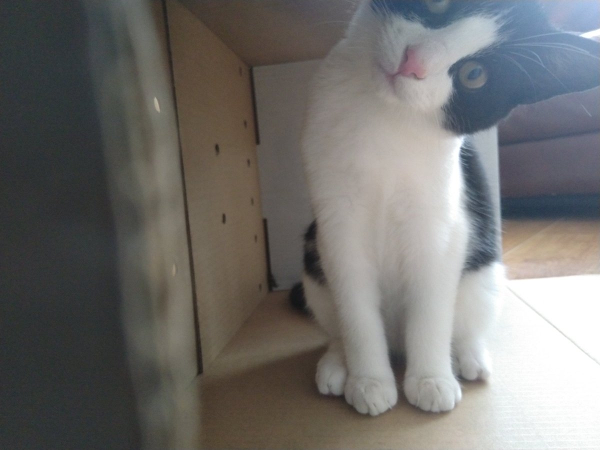 DramaticCripple's tweet photo. I got new antidepressants and a kitten! His name is Vyvyan Bastard. Violent Susan is unimpressed. https://t.co/Sy9et185UW