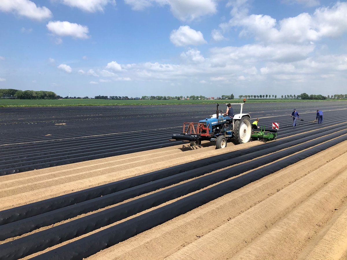 NielsvanderWaal's tweet photo. Prachtig weer voor de zoete bataat. Al een hoop gedaan 💪 https://t.co/eSaHbBcmLe