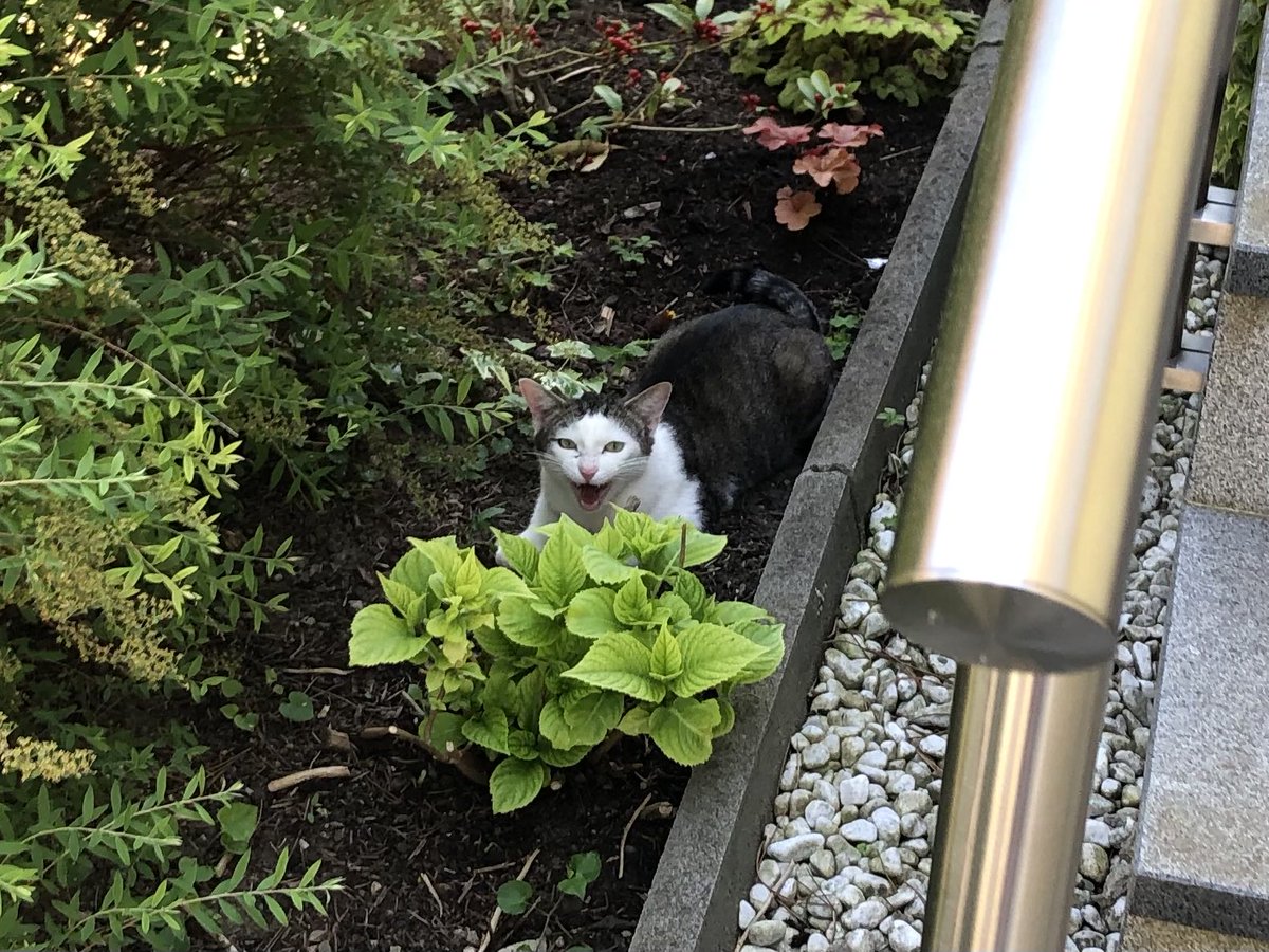 Fremde Katze maunzt mich an, brummt in allen möglichen Stimmlagen, lässt mich aber nicht näher heran. Was will sie mir sagen?