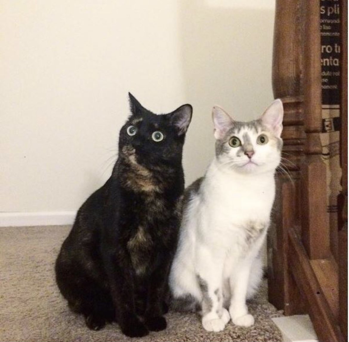 avmalli's tweet image. Hey #linguisticstwitter, my cats’ nicknames are Boba and Kiki, please match the cat to the nickname