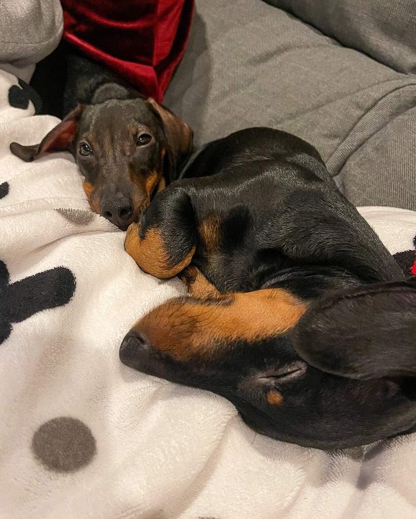rocherandcacau's tweet photo. A little #sundaynap on the couch is life! 😴🥰
--
#couchnap #couchnapsarelife #dachshund #doxie #sausagedog #weenie #salsicha #dog #dogcuddles #doggo #puppy #teckel #petlovers #dogoftheday https://t.co/NrL90EcXoB
