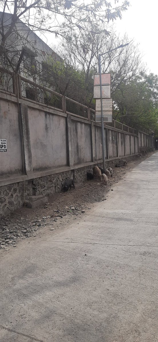 jareenraktios26's tweet photo. @PMCPune @CPPuneCity This isnt get resolved yet, it feels like day by day population of pigs are increasing. They are now roaming around till building and might spread some dangerous disease , why pmc is not taking it seriously.its been a week still nobody try to resolve the issue. https://t.co/rcdixRSZUl