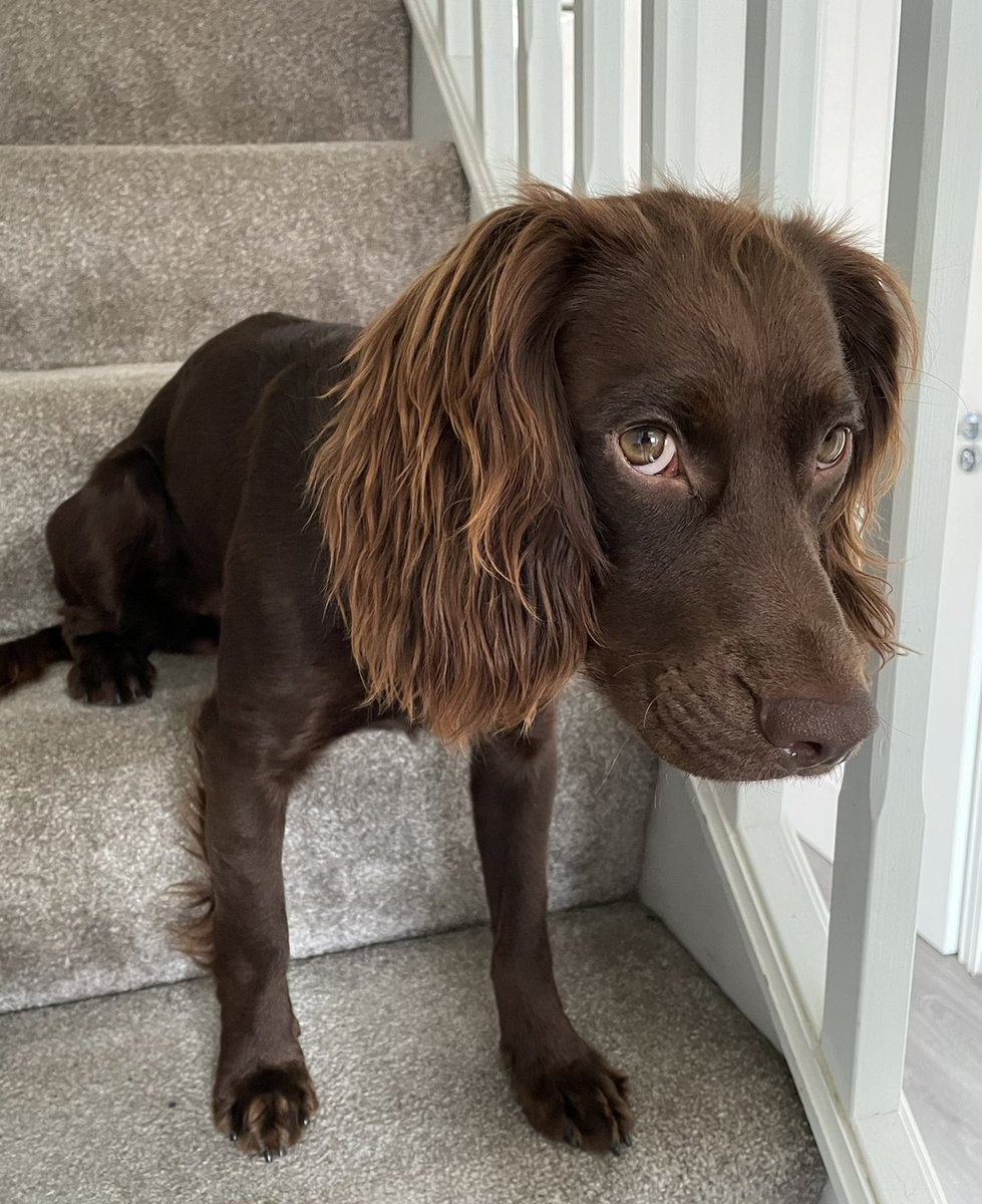 Don’t go upstairs!! 🚫 I won’t let you pass. No reason…
OK I’ll tell the truth, the toilet roll attacked me and I just had to defend myself 👀 The full toilet roll then exploded into a million pieces across the whole of the upstairs!! 🧻 💥 #dogs #DogsofTwittter #guilty
