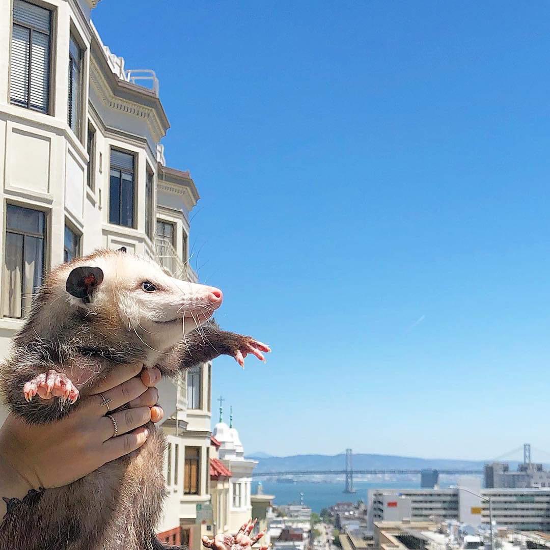 PossumEveryHour's tweet image. 