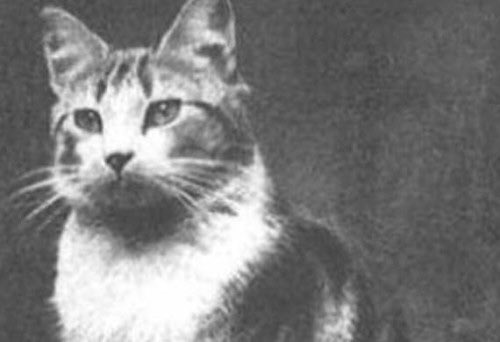 ComCatMag's tweet photo. A year ago we featured the historic story of church cat Faith - The cat who survived the London Blitz. It was an incredible and very interesting tale. https://t.co/rL48gne5Eo https://t.co/vb36HA7OlH