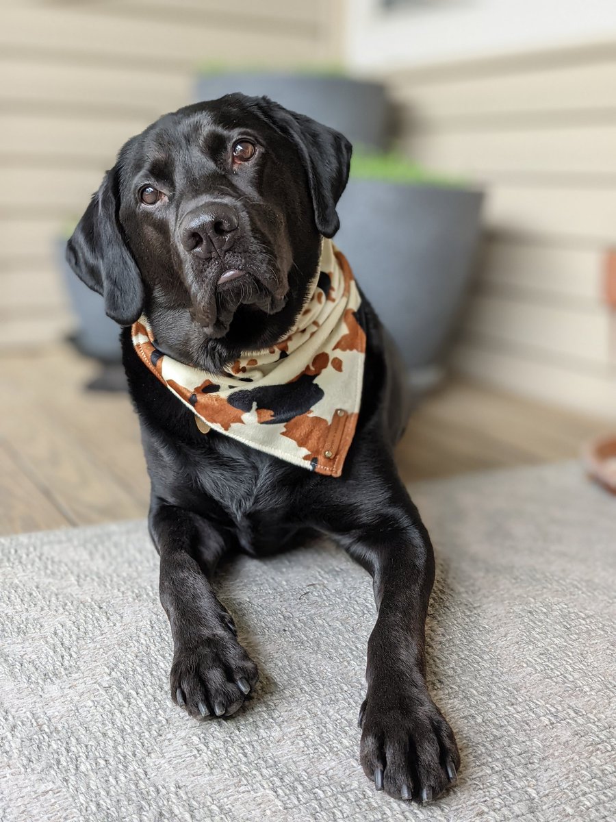 LeavesNftea's tweet photo. I just got this amazing custom NFT from @GuppyThePuppy1! It looks just like my dog, Charlie! https://t.co/APJqGy8Vp7