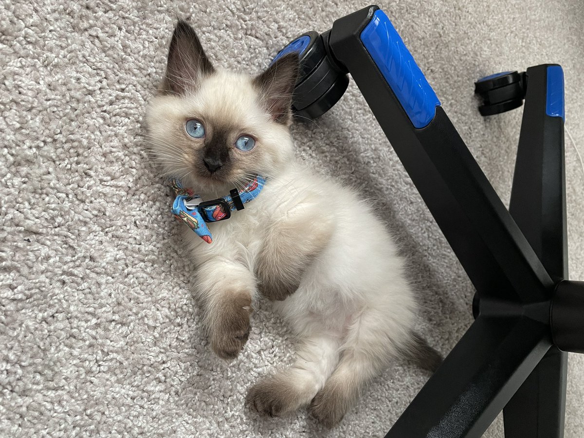 conYaYfullerton's tweet photo. @thekittenwinksy Tatertot 😸 https://t.co/vEMhs5fsd2