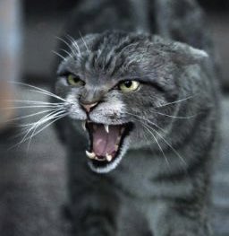 Dinas_Bok's tweet photo. @Matronome1 @KadreledaK Ben là j’alterne entre les deux. Et il est 15h00 et je n’ai toujours pas préparé le déjeuner. #dimanchebonheur https://t.co/duIZJFhDdo