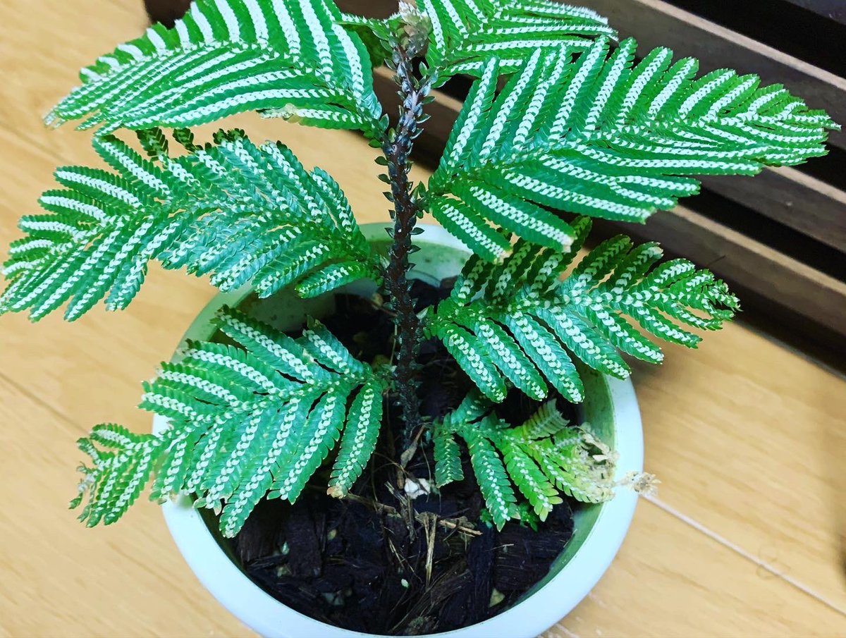 mandrake_room's tweet photo. 天下一植物界の戦利品 https://t.co/w1v7M9GOue