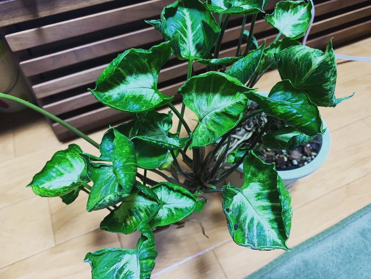 mandrake_room's tweet photo. 天下一植物界の戦利品 https://t.co/w1v7M9GOue