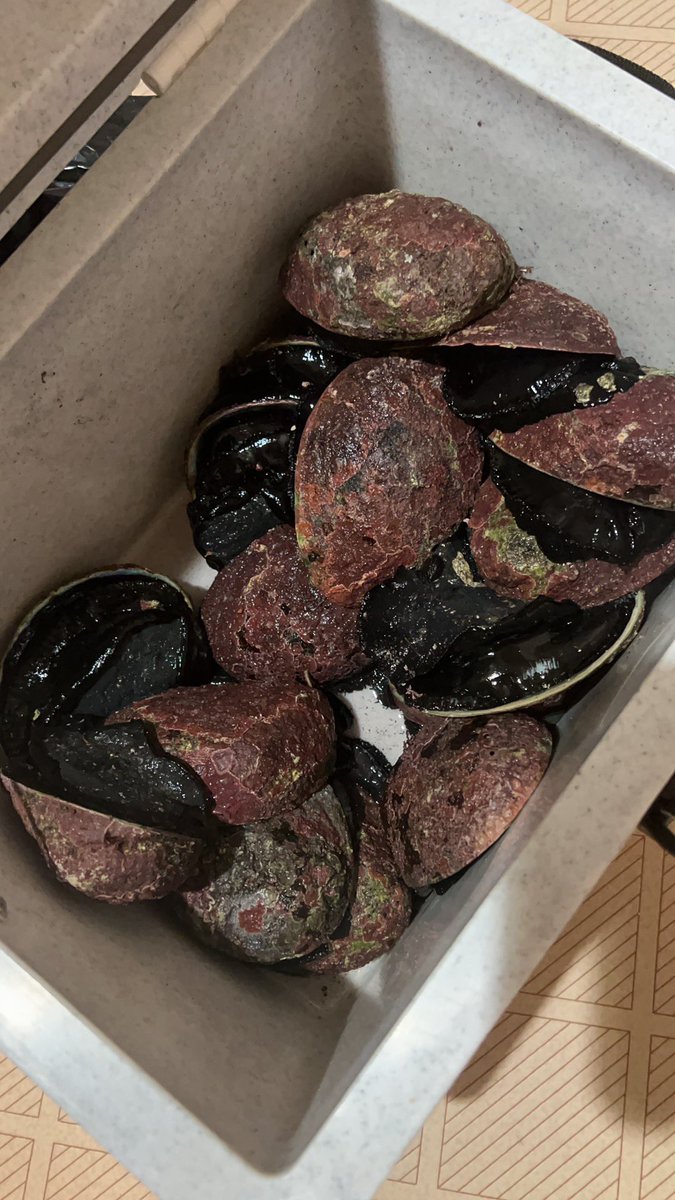 Some recent Scuba &amp; Freediving in Wellington