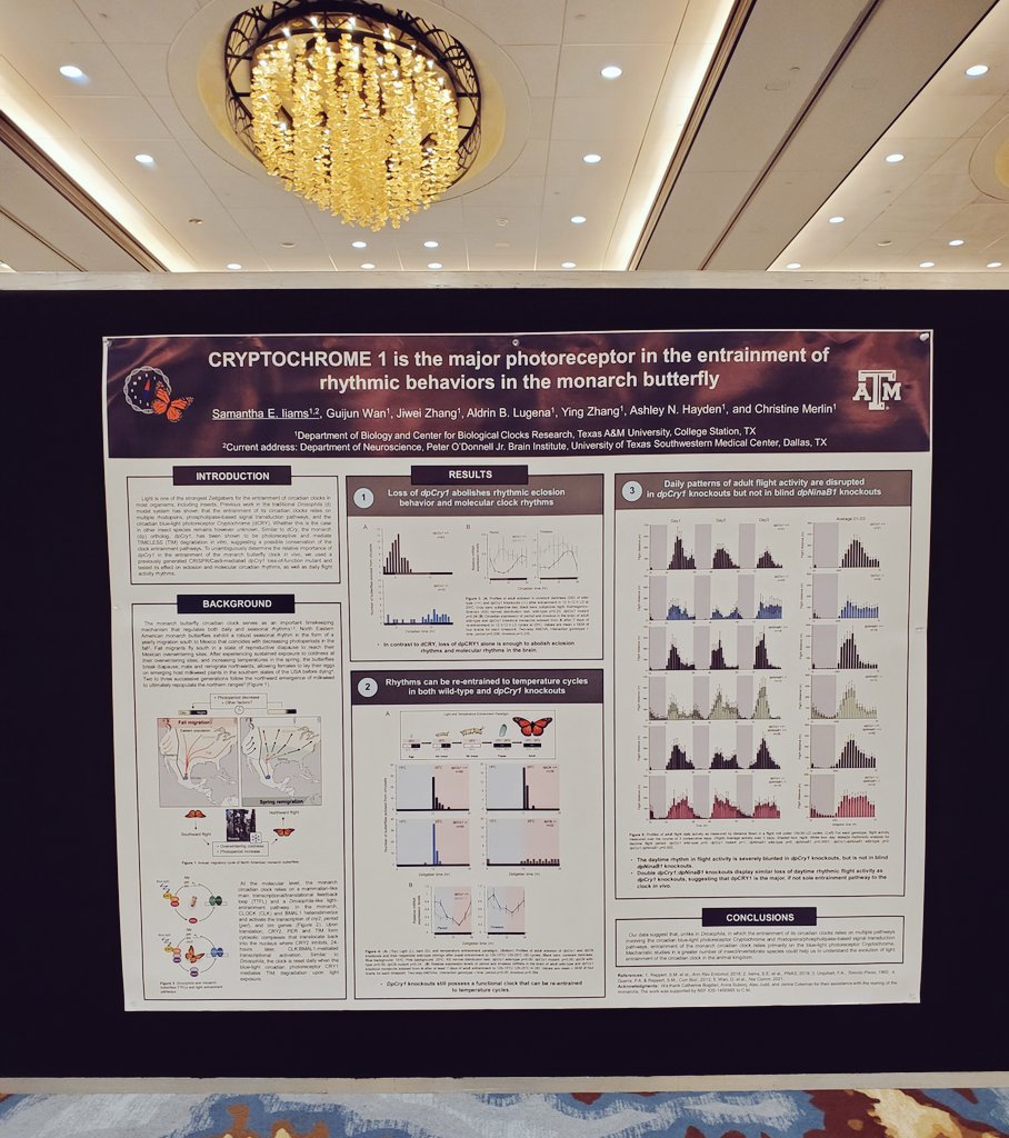 While a year into my new postdoc, im excited to go back and present one final story from my PhD work tonight! <a href="/tamumonarchlab/">The Monarchlab</a> #SRBR2022
