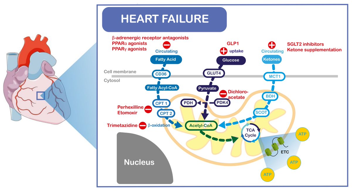 Christopher Nguyen, PhD, FSCMR, FACC (@chrisnguyenphd) on Twitter photo Our new article in Current Heart Failure Reports on targeting myocardial substrate metabolism in #heartfailure is out doi.org/10.1007/s11897…! First official paper to come out of #CIRC at <a href="/ClevelandClinic/">Cleveland Clinic</a> @TallRoundsTM
Congrats to <a href="/salvareverentia/">Salva Yurista</a>, <a href="/hynhlily98/">Shi (Lily) Chen</a>, <a href="/WilsonTangMD/">W. H. Wilson Tang, MD</a> Our new article in Current Heart Failure Reports on targeting myocardial substrate metabolism in #heartfailure is out doi.org/10.1007/s11897…! First official paper to come out of #CIRC at <a href="/ClevelandClinic/">Cleveland Clinic</a> @TallRoundsTM
Congrats to <a href="/salvareverentia/">Salva Yurista</a>, <a href="/hynhlily98/">Shi (Lily) Chen</a>, <a href="/WilsonTangMD/">W. H. Wilson Tang, MD</a>