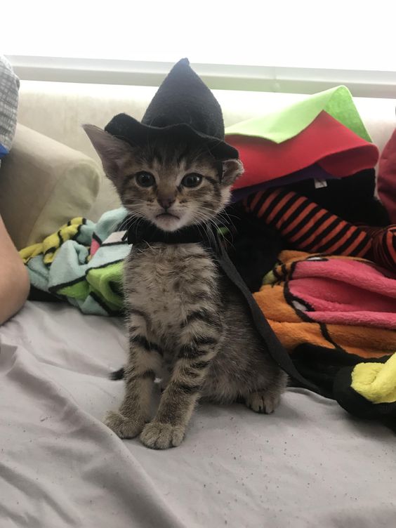 MelanePotter's tweet photo. FOTO INÉDITA!! Minerva quando entrou em Hogwarts!!! https://t.co/MYD5XcCFlh