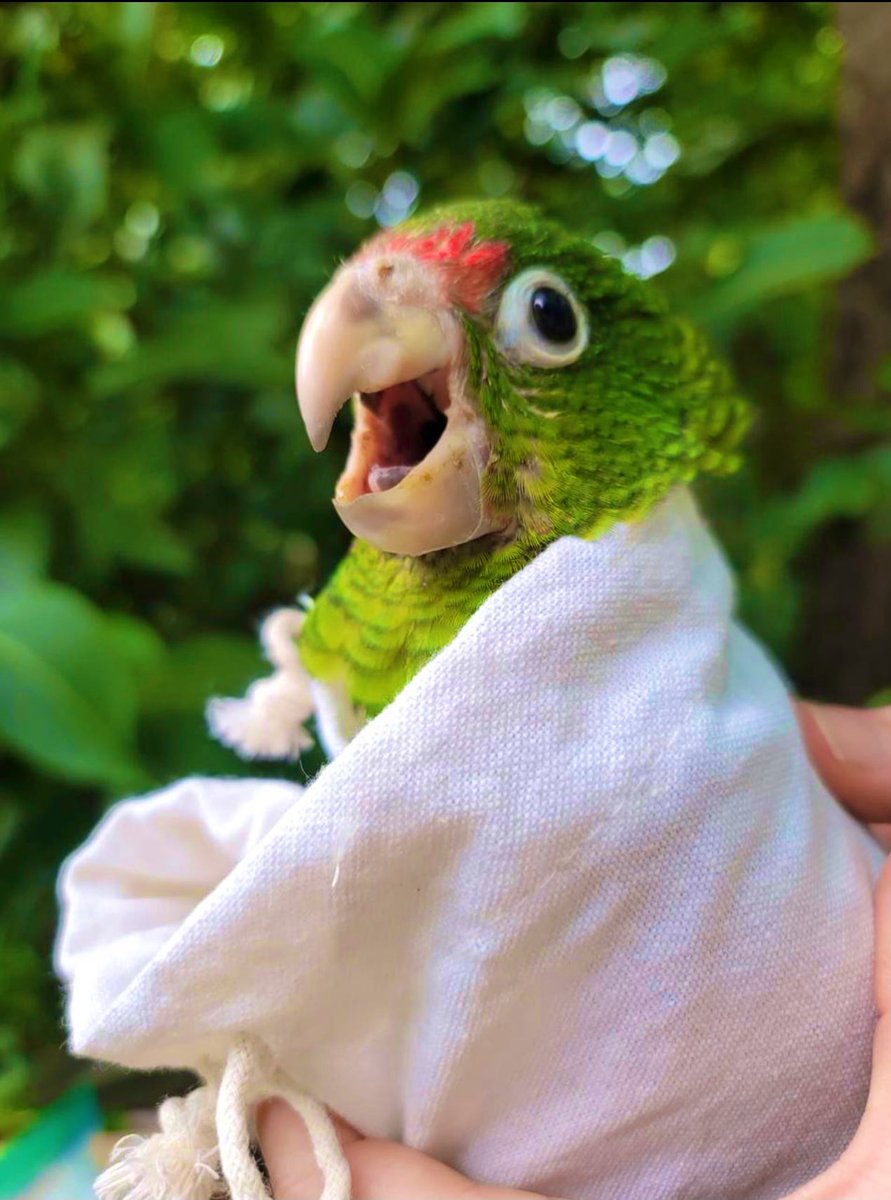 anais_rv's tweet photo. ¡Noticias emocionantes! Durante esta temporada de reproducción el Proyecto de Conservación de la Cotorra Puertorriqueña en Río Abajo del @DRNAGPR ya supera los 100 pichones de la más bonita…la nuestra, la cotorra puertorriqueña. https://t.co/OLMiL4DSBS