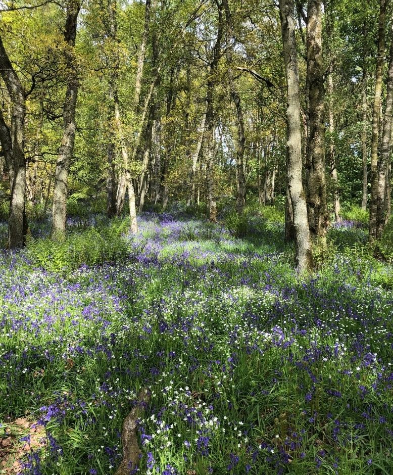 woodleisure.co.uk/our-parks/blai…