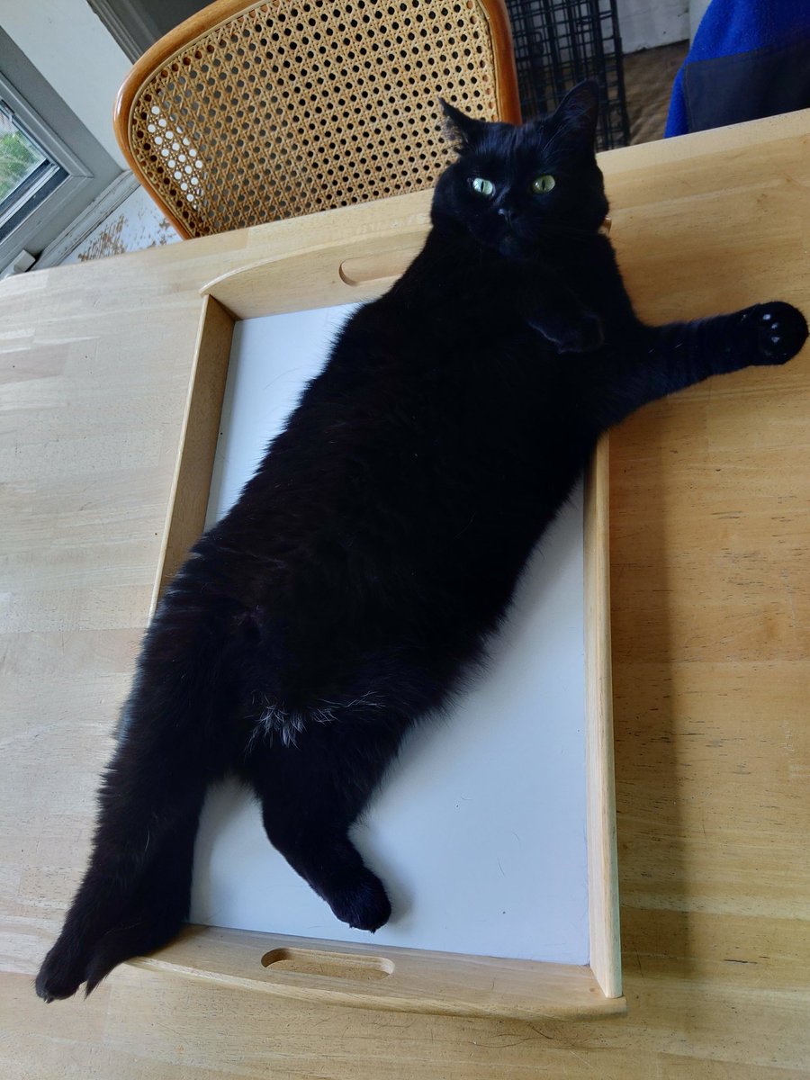 RangerGarnet's tweet photo. *waiting to be fed*
#cats #Caturday https://t.co/qYjh0Kfqin