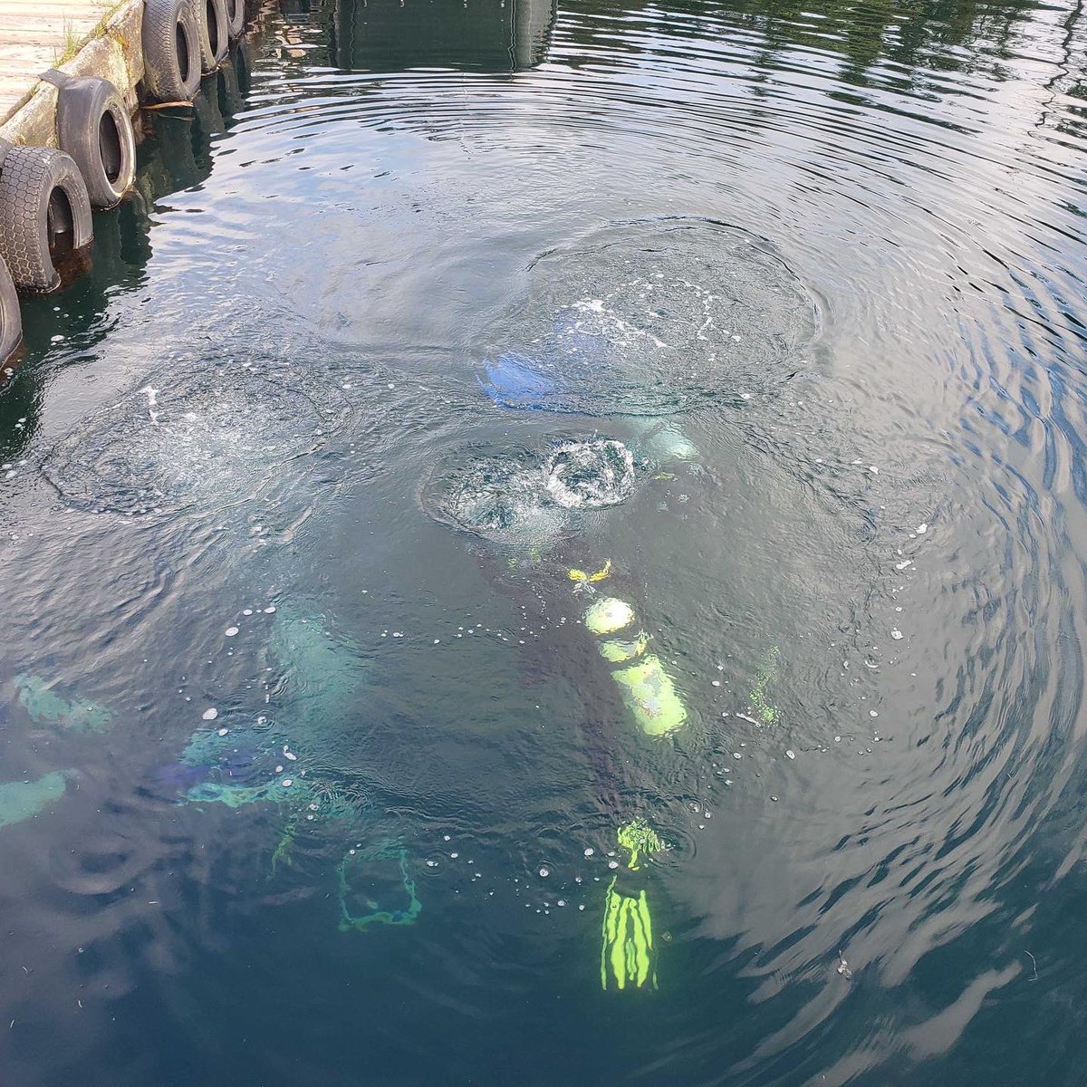 NU_ThreeSeas's tweet photo. Students jumped back in the water for sampling to create maps on the surface and the benthos of dissolved oxygen and pH! 

📚: Changing Global Oceans 
🧑‍🏫: @steve_doo 
📸: @its_scuba_shan &amp; Anik Grearson 

#nuexperience #northeasternuniversity #cosconnects #3Cs41 #fridayharborlabs https://t.co/Rb7i5Nd3qN