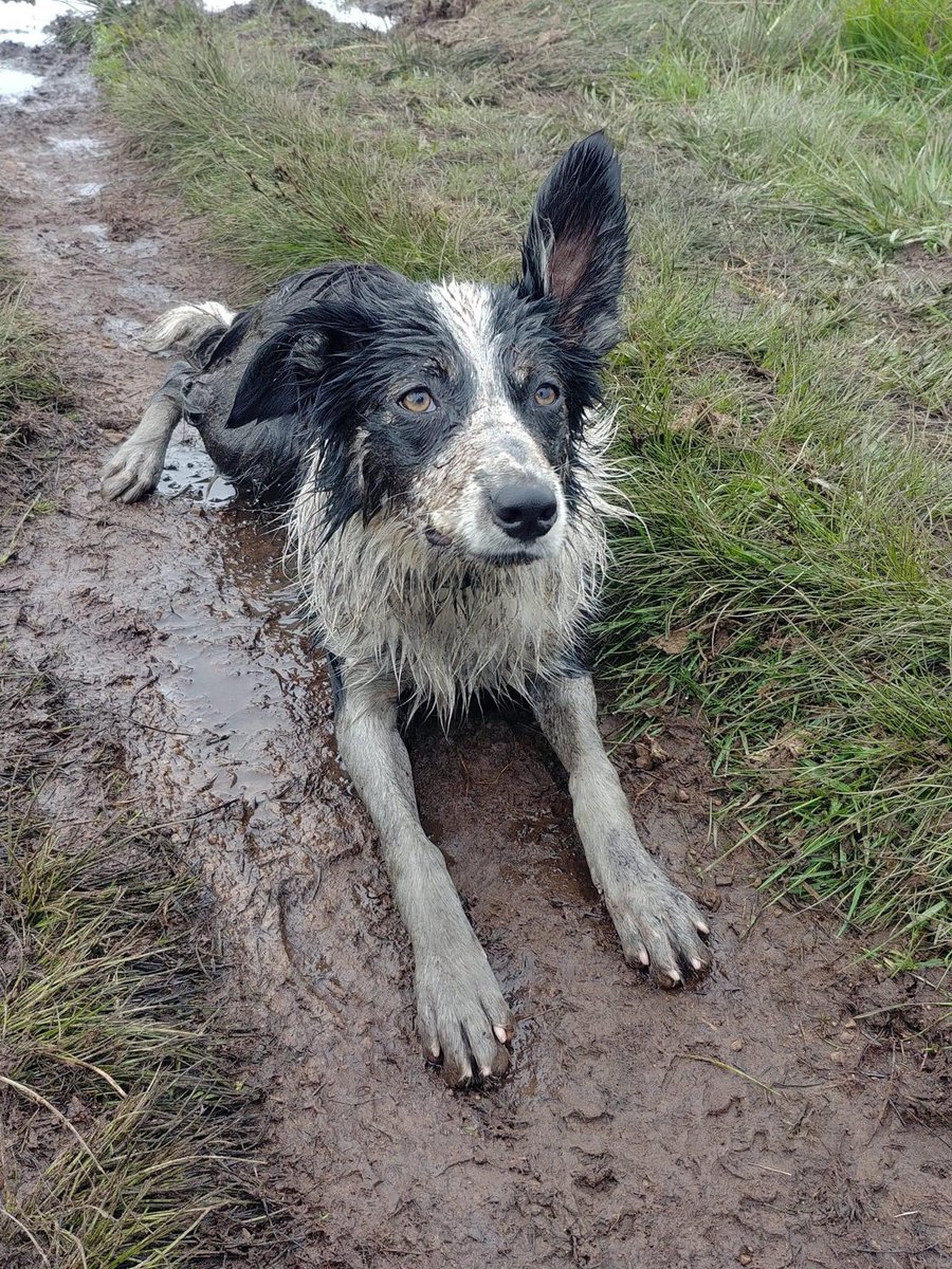 Holme Valley MRT tweet media