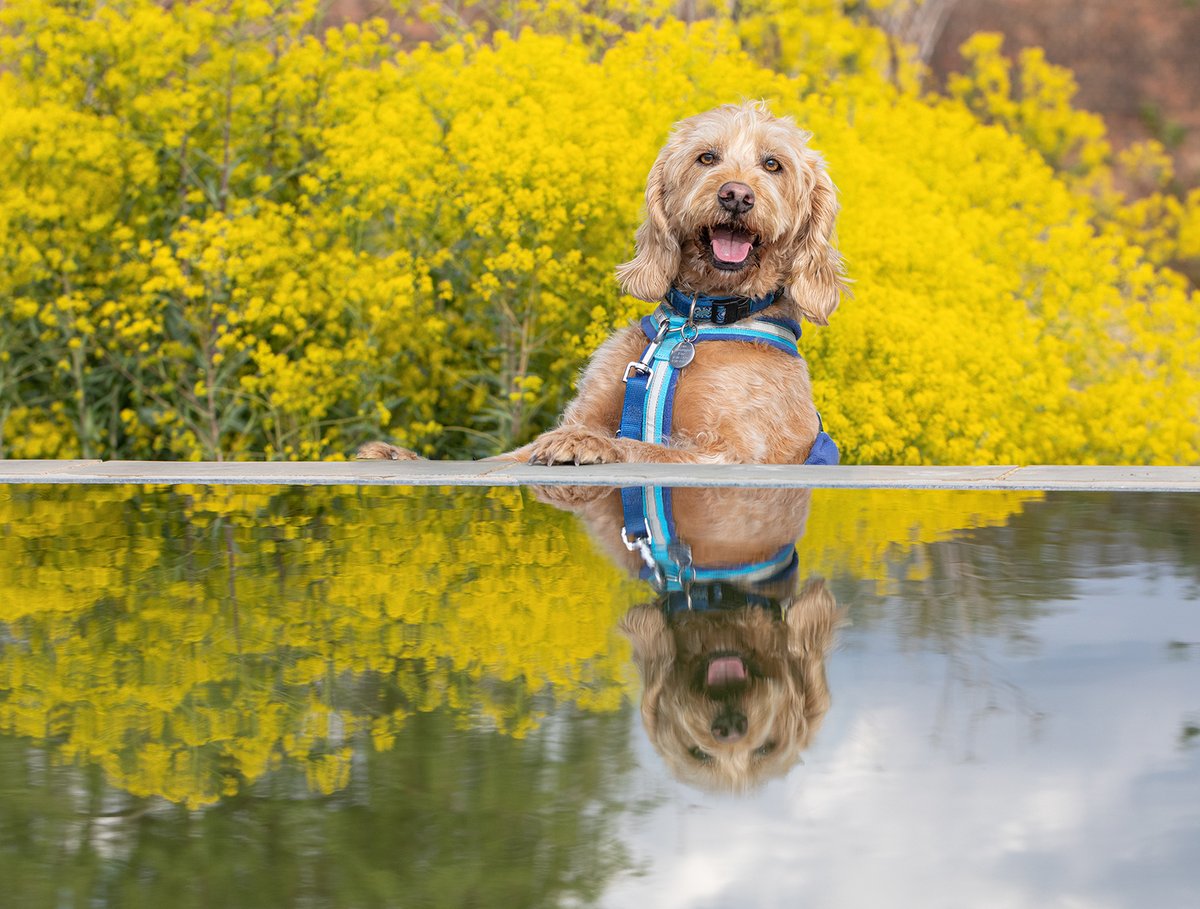 Bringing you a little sunshine on Sunday. #sundayfunday #rhsbridgwater #RHSPhotoComp #dogfriendly #dogsoftwitter