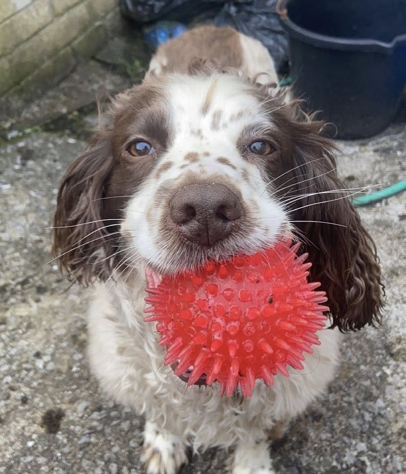 Soffiiedwards's tweet photo. @RomellHenryTgf Cookie wants https://t.co/gomNPk54K4