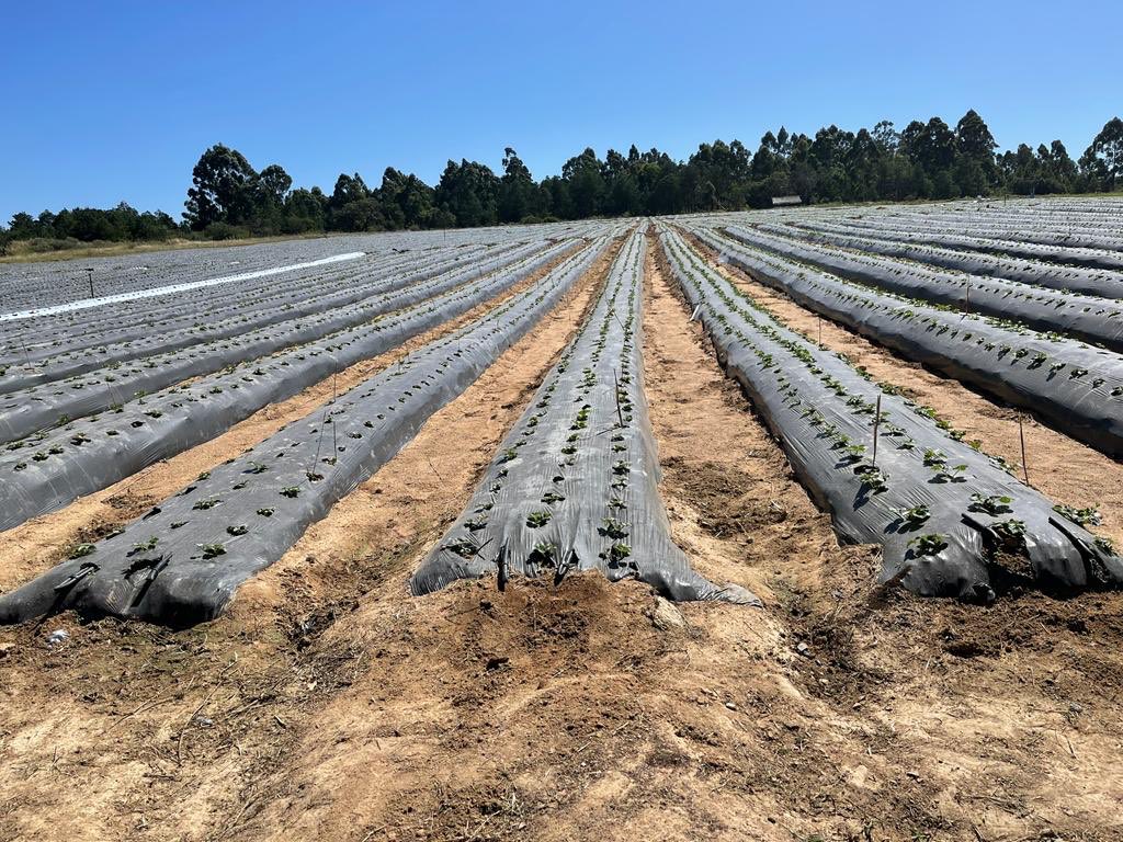 Open field strawberry varieties at Nhimbe just planted.