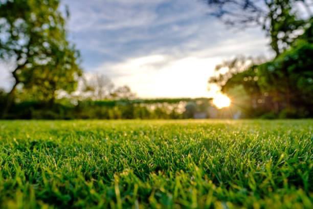 mdlive330's tweet photo. Mowing, Hedge &amp; weed trimming, mulching.  Get scheduled today!  LoyaltyLawnService@yahoo.com or 234-804-4781.  Need weekly/monthly maintenance set up?  No problem!  Contact Loyalty Lawn Service today for your lawn care needs. https://t.co/2pcVSGYeH0