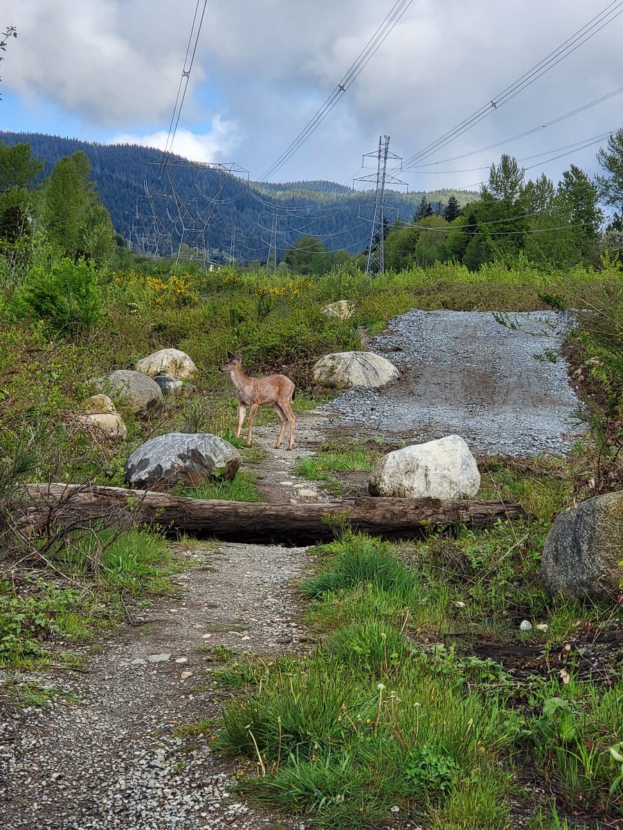 Rickwjl1972's tweet photo. Encounter deers at Coquitlam Crunch https://t.co/a2z8ruR1X8