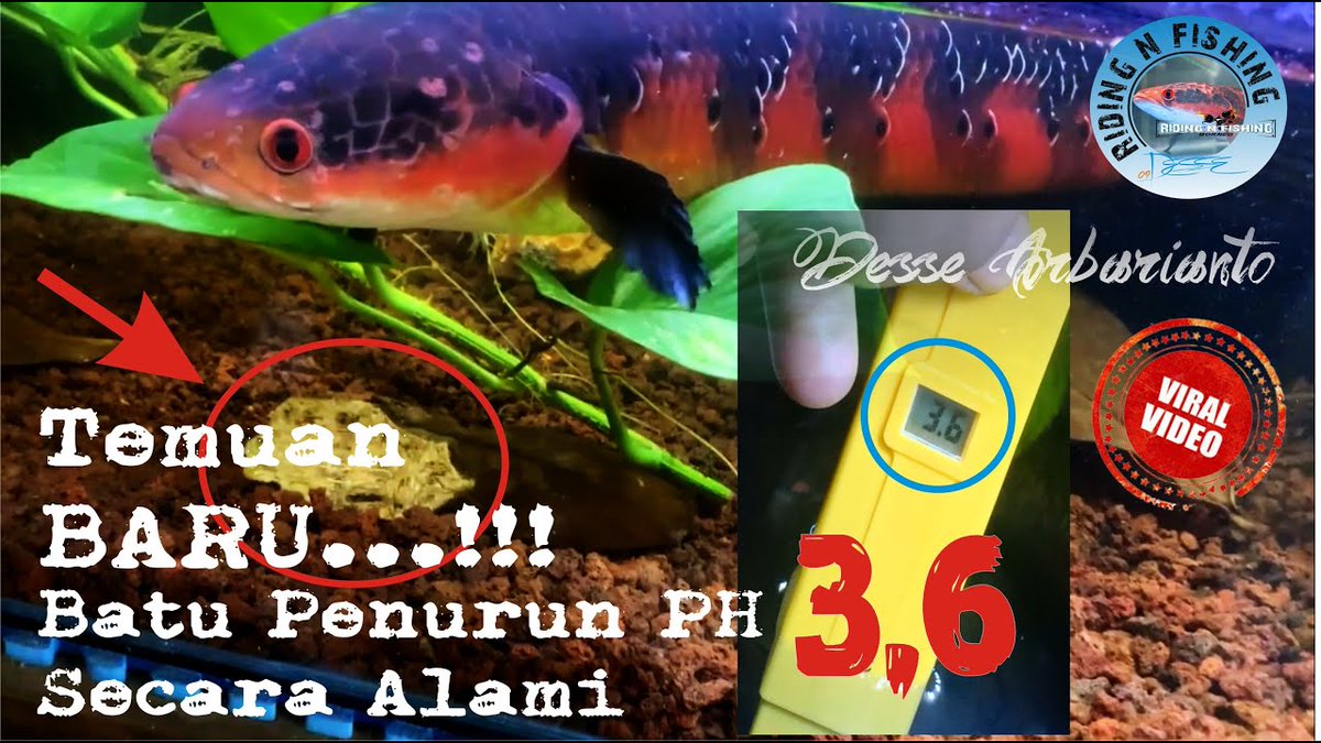 anizayoe's tweet photo. Batu Penurun PH Air Secara Alami https://t.co/xWVf0fHdzq https://t.co/rs3aY6toI5