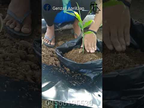 anizayoe's tweet photo. How to Transfer seedling ginger to big plastic.. (tagalog version) 🇲🇨🇵🇭 https://t.co/GlQS7uRCzj https://t.co/RtxS4lbQdT