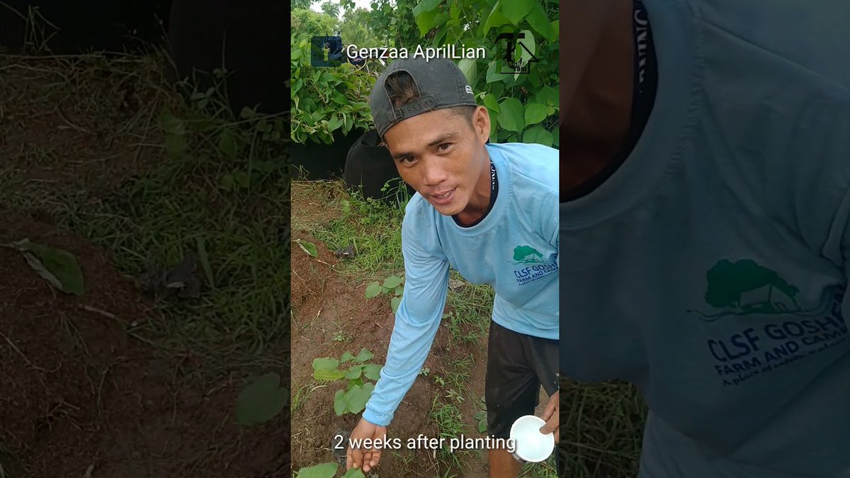 anizayoe's tweet photo. SECOND WEEKS PLANTING OKRA.. #okra #philipines #farm #organic #pinoyfarming https://t.co/3leicktALD https://t.co/wsCbiuZ3eY