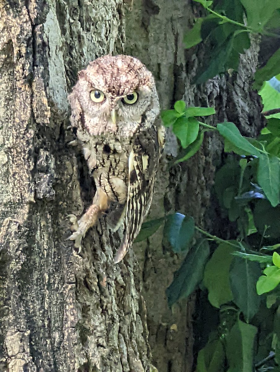 TheNamesShane's tweet photo. Crows were going crazy in the back yard this morning apparently this little thing was the cause of all the uproar. https://t.co/ScqapppVKA