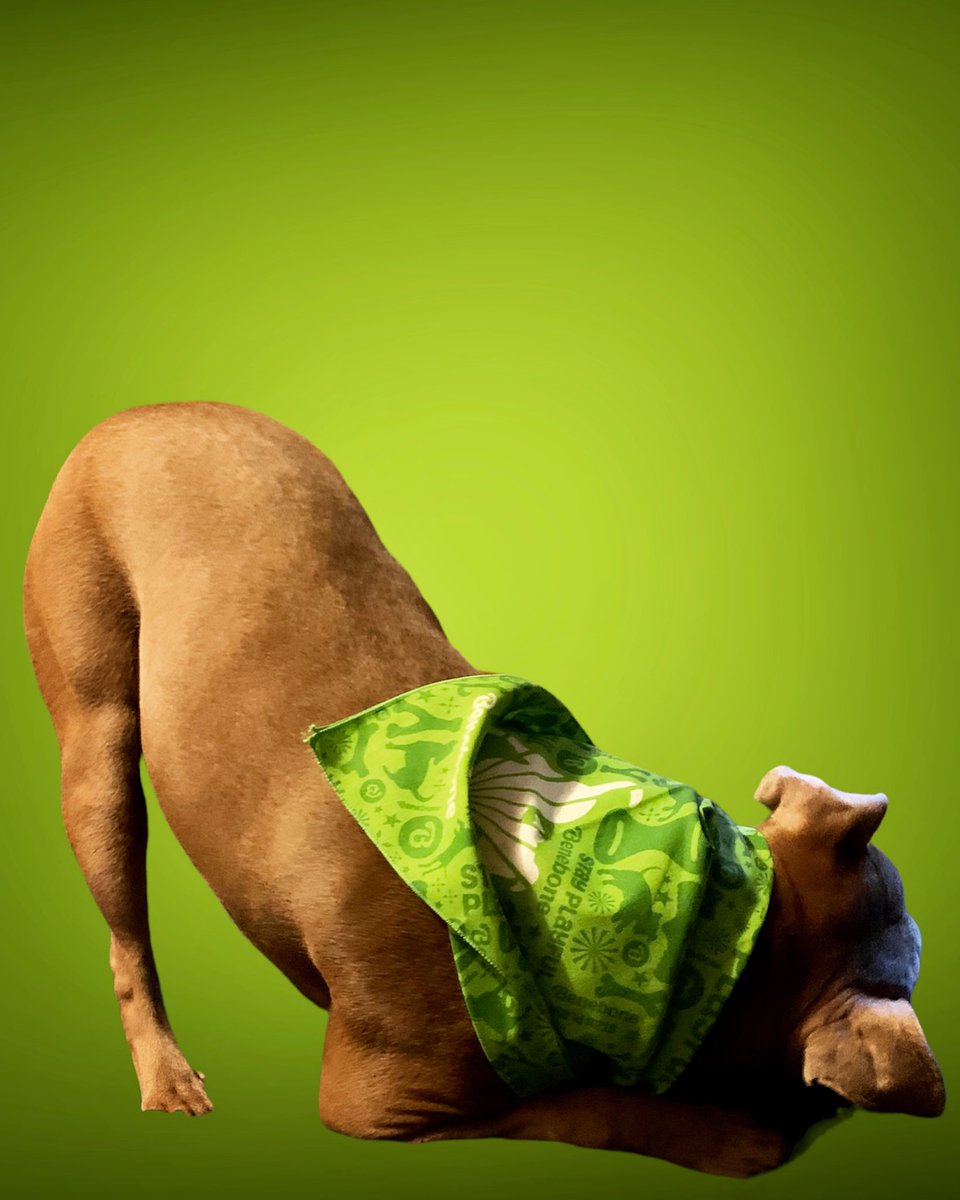 LokiWeiler's tweet photo. Always excited for my @Benebone 💚🐾 https://t.co/EOGmRDJ2Za