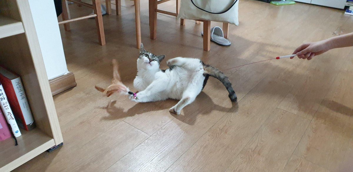 niemandsrose_'s tweet photo. 우리 큐티뽀짝깜찍이 고양이 https://t.co/DfIl4801ag