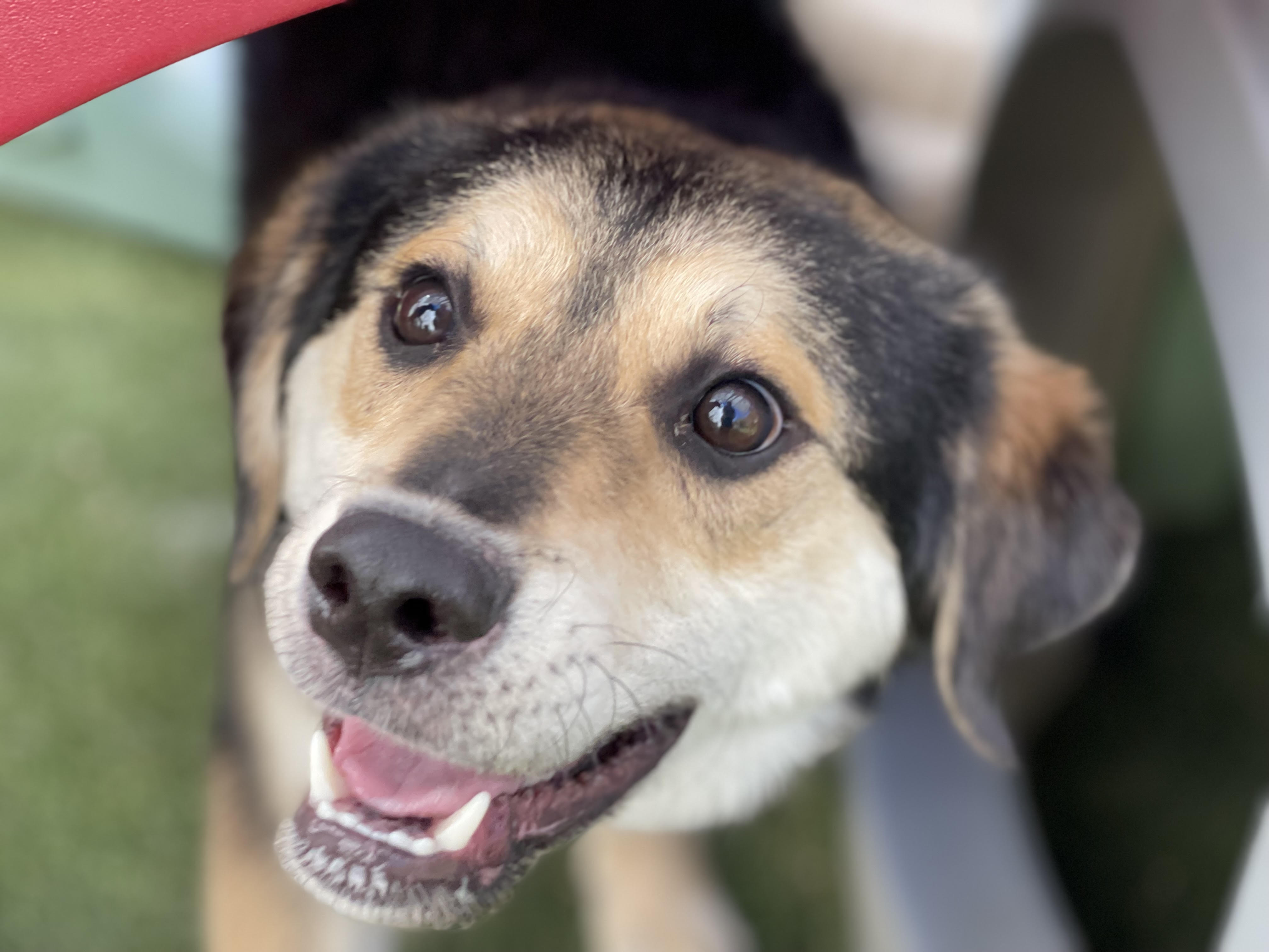 Bark + Boarding (barkandboarding) / Twitter