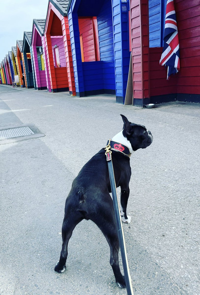 EHugobt's tweet photo. Let’s hit da beach ….. hut #saltburn #bostonterrier https://t.co/ovW0wY6ZUx