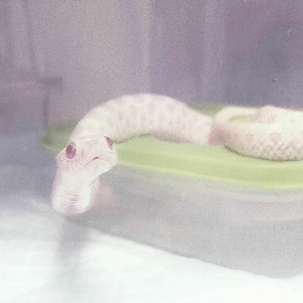 rashiosan's tweet photo. おめめがデカい( °_° )とれそう‼️(今更)
#セイブシシバナヘビ #セイブシシバナヘビスノー #hognosesnake #へび #snake #爬虫類 #leptiles https://t.co/GN58LnRonD https://t.co/USBwUeqezy